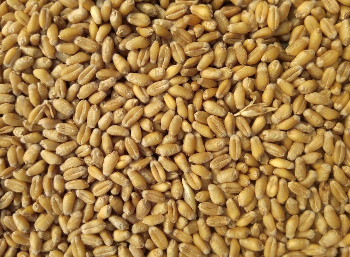 A close view of wheat kernels, shown as a study of an agricultural commodity.