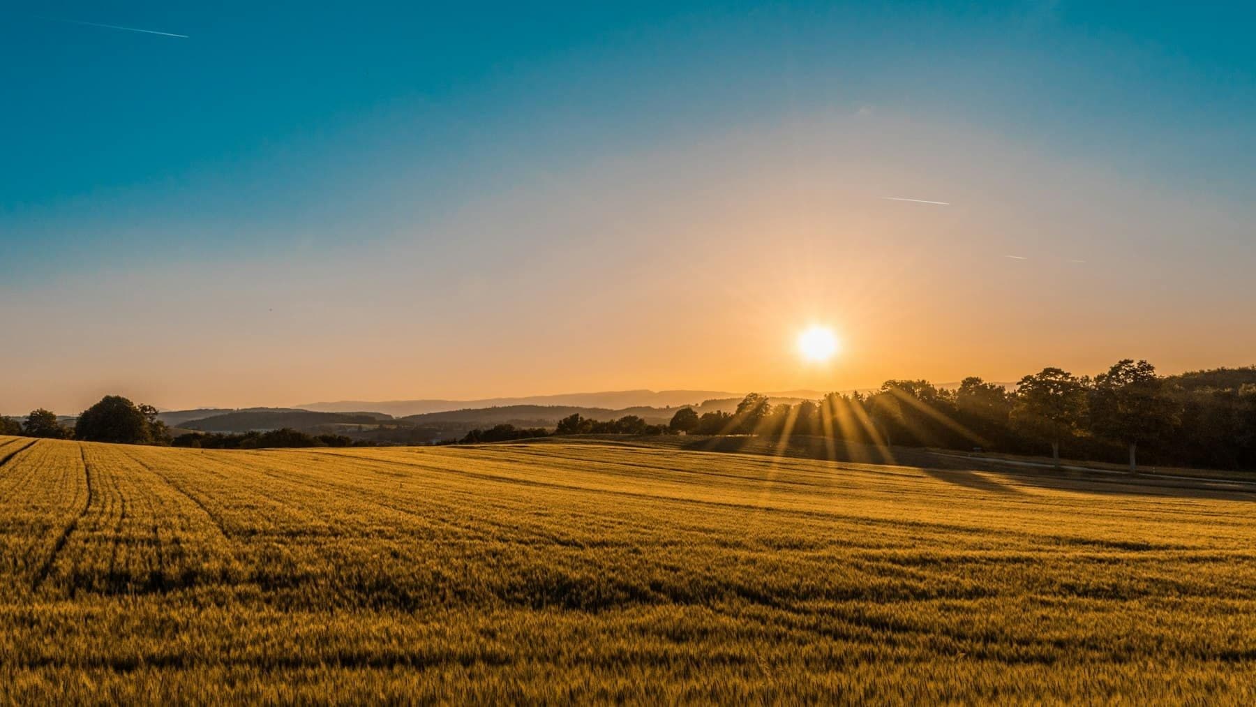 A ripe wheat field in low golden light, shown as a study of an agricultural landscape.